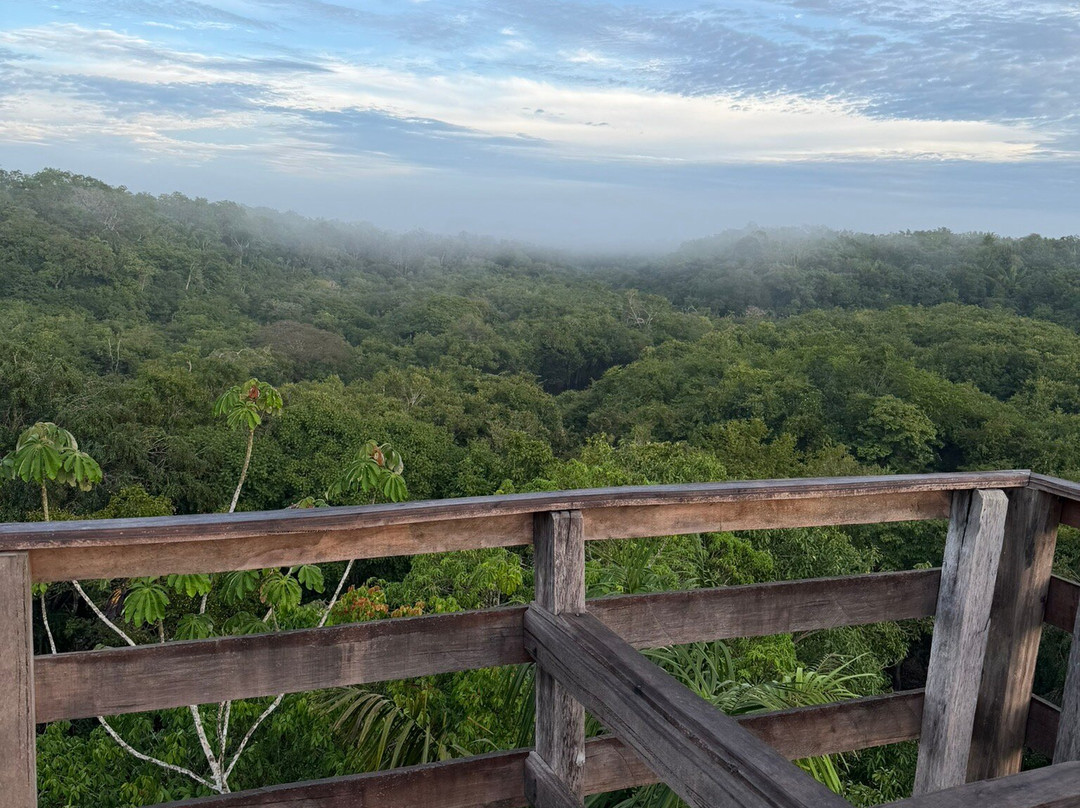 Amazon Green Tours-玛瑙斯必去景点