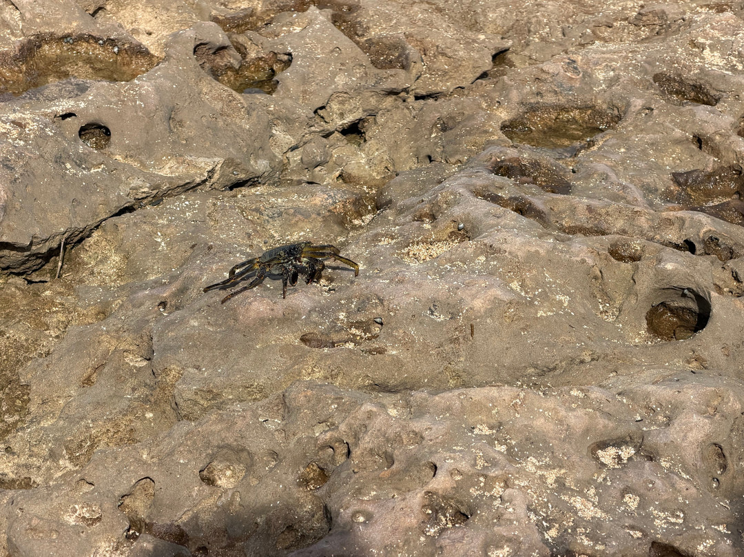 Go Tours Hawaii-火奴鲁鲁必去景点