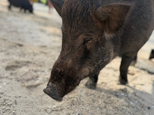 Oceans Elite Yacht Charters-苏梅岛必去景点