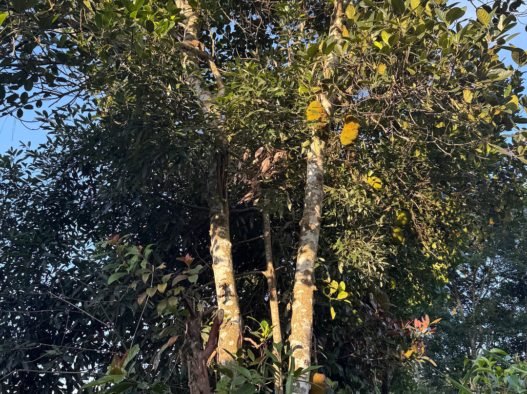 Ceylon Hunt-赛杜瓦必去景点