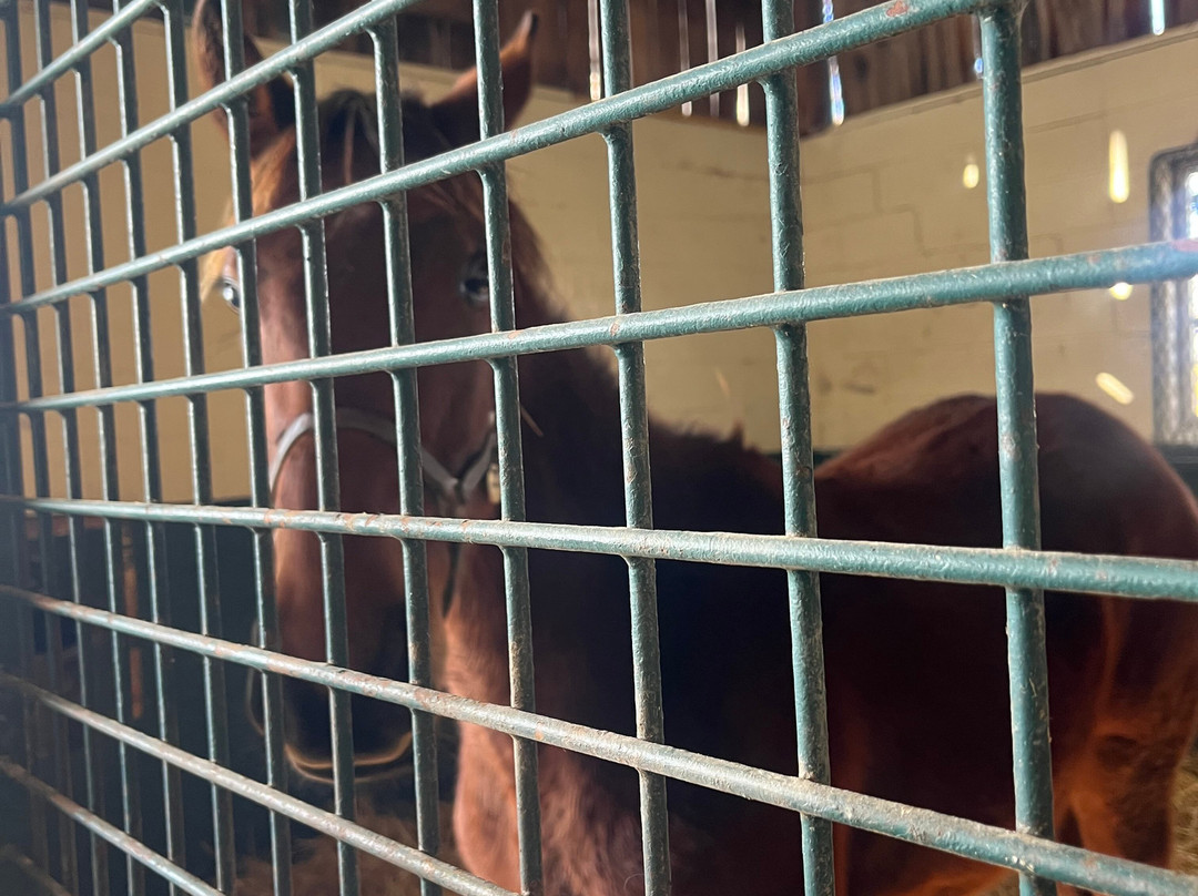 Mill Ridge Farm-列克星敦必去景点