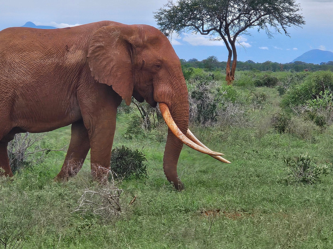 Msherembe Safaris And Travel-Voi必去景点