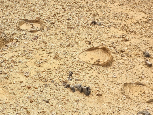 Petrified Forest and Blowholes-Cape Bridgewater必去景点