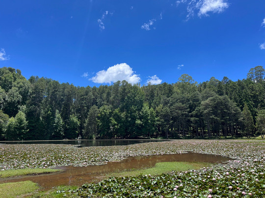Parque Bambui-坎普斯－杜若尔当必去景点