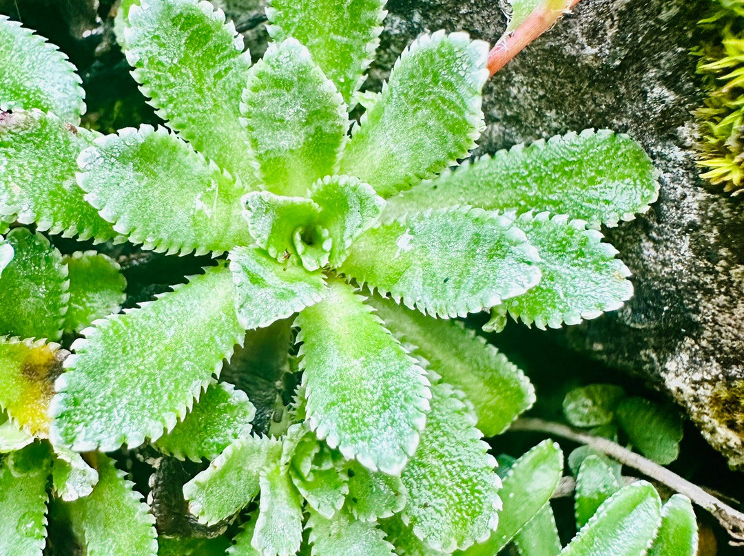 Orto Botanico Pellegrini - Ansaldi-马萨必去景点