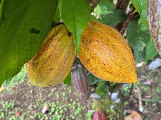 Cafe & Cacao Tour Bijagua-Bijagua de Upala必去景点