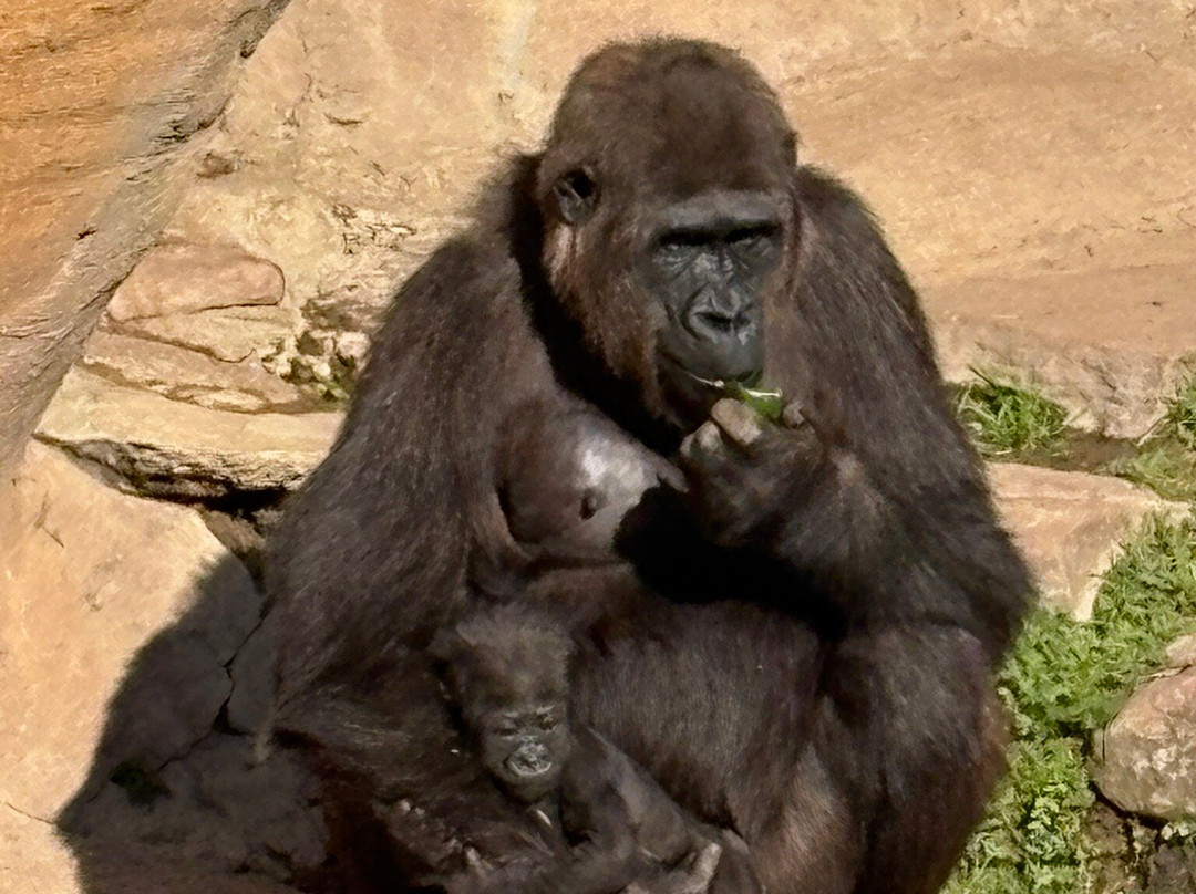 Bioparc Fuengirola-福恩吉罗拉必去景点