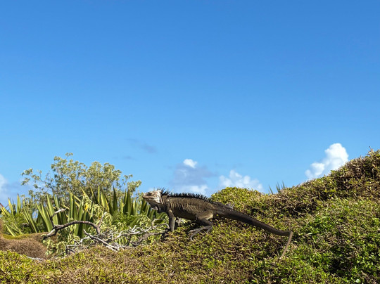 Tarzan Excursion Guadeloupe-Sainte-Anne必去景点