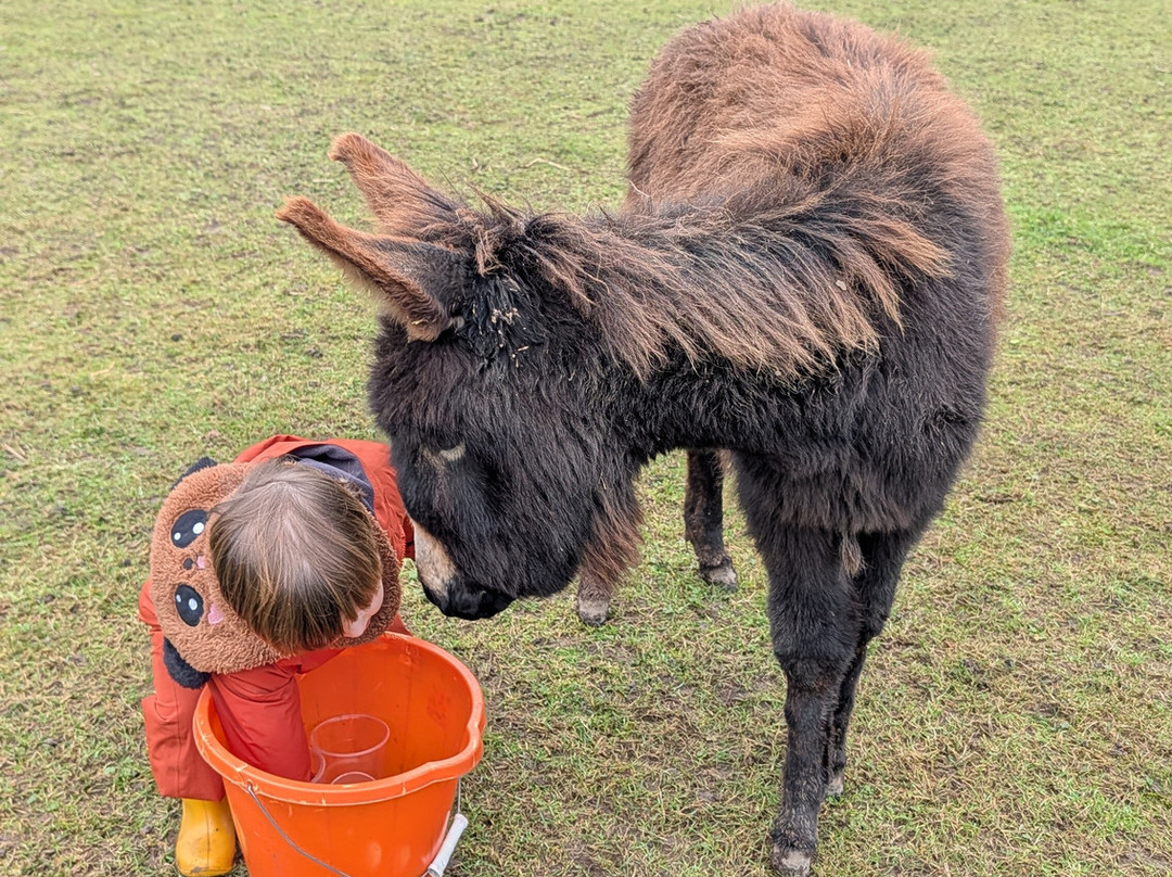 Woodlands Alpaca Farm-沃灵顿必去景点