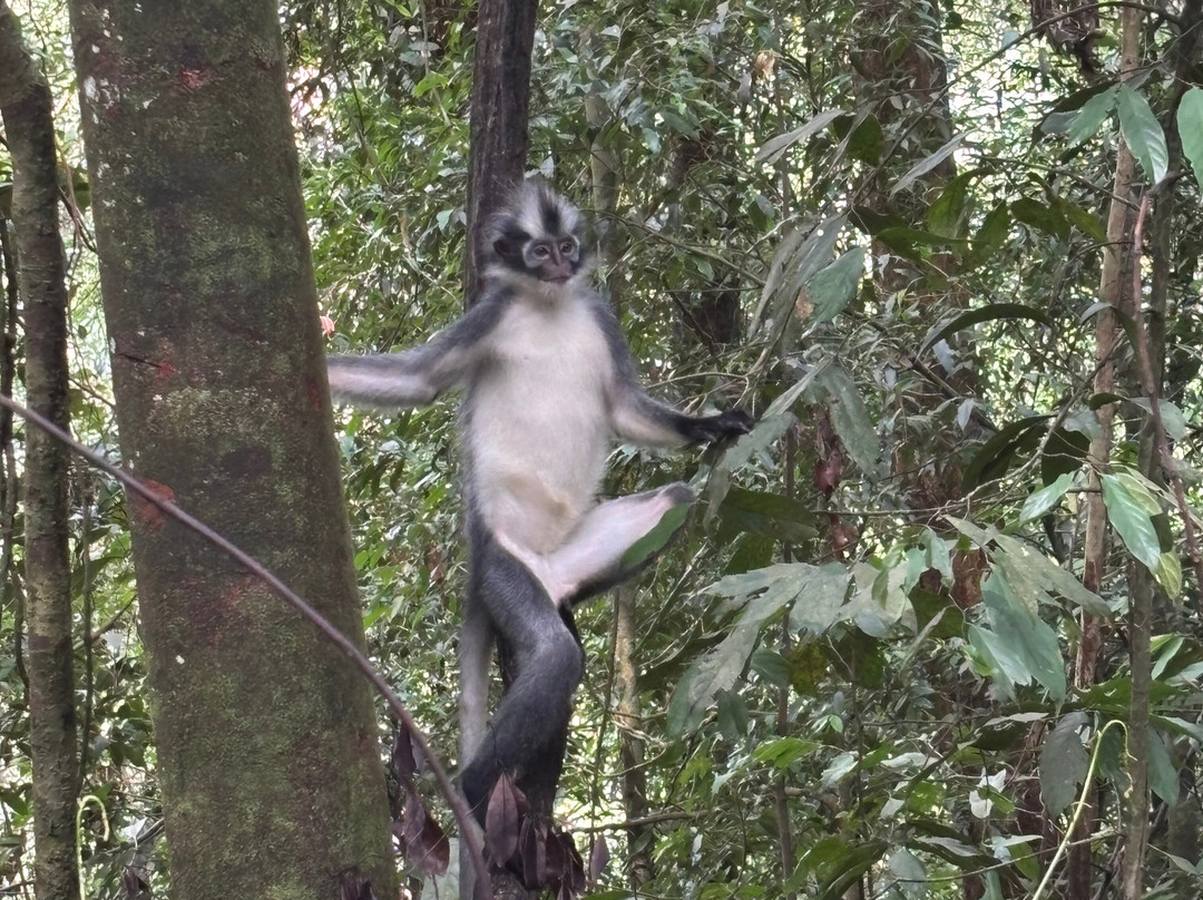 Sumatra Orangutan Explore-武吉拉旺必去景点