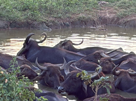 Amba Kola Udawalawa主图