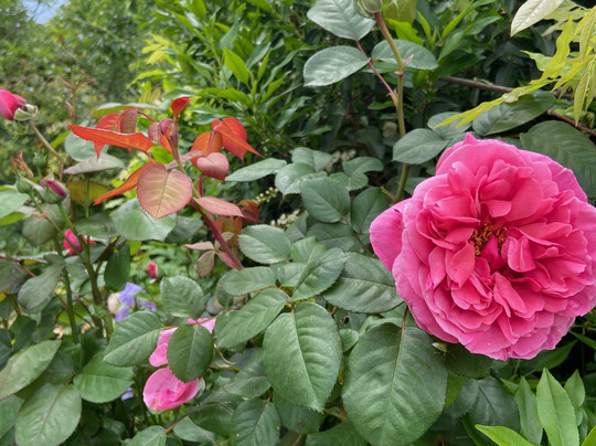 Les Jardins du MIP-Mouans-Sartoux必去景点