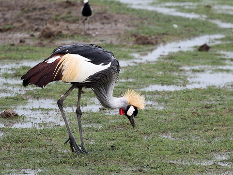 Tanganyika Expeditions-阿鲁沙必去景点