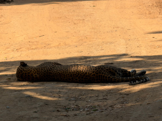 Spotting Trails-雅拉国家公园必去景点