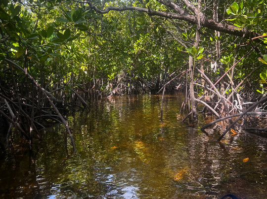 Bwejuu Mangrove Tunnels Kayak-必韦久必去景点