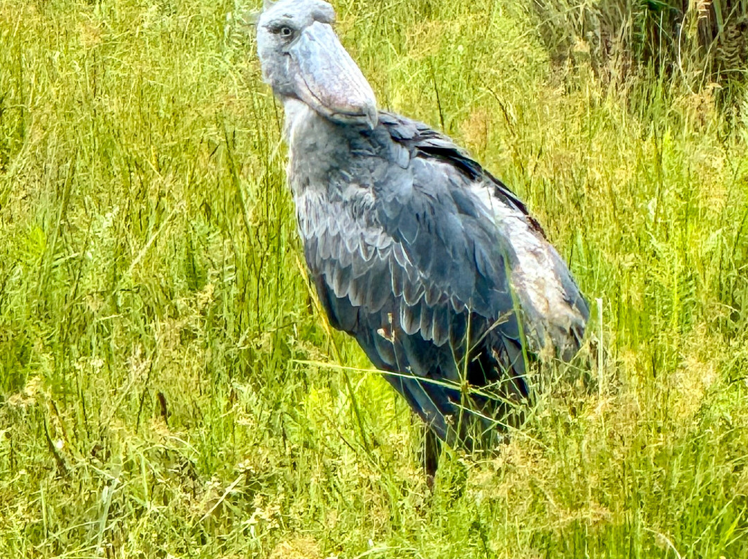 Mabamba Shoebill Uganda-恩德培必去景点