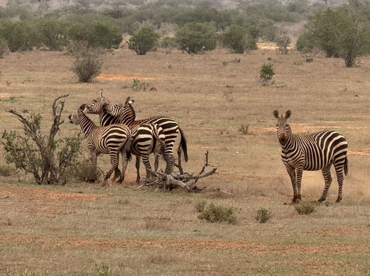 Richy Safaris Kenya-瓦塔木必去景点