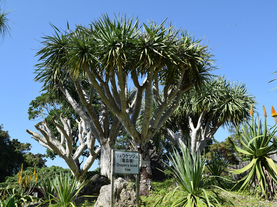 东南植物乐园-冲绳市必去景点