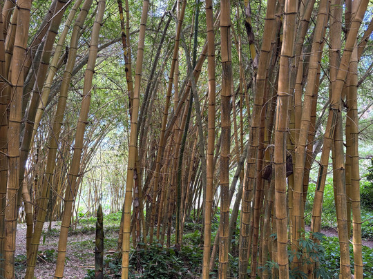 国家热带植物园-坡伊普必去景点