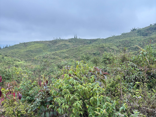 Pang Local Guide Bac Ha-Bac Ha必去景点