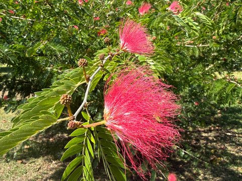 冒纳罗亚火山豆工厂-可亚奥必去景点