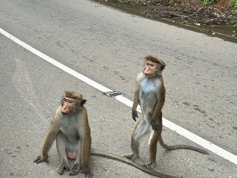 C&C travel Sri Lanka-Minuwangoda必去景点