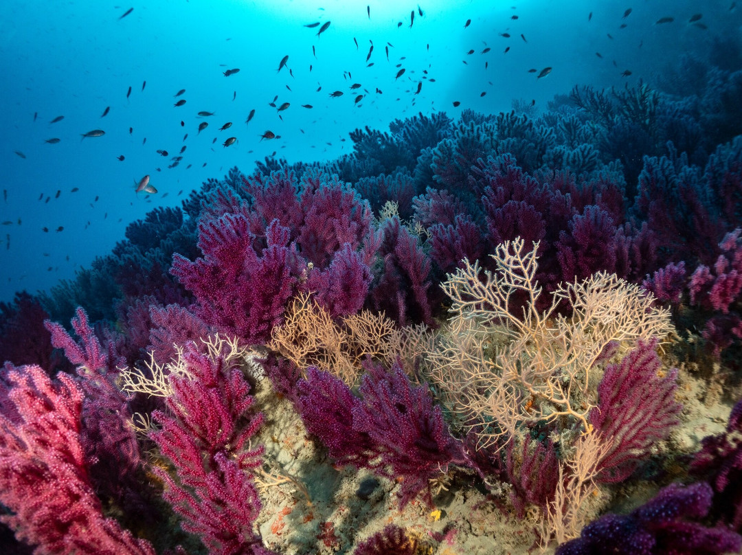 Argentario Divers-Porto Ercole必去景点