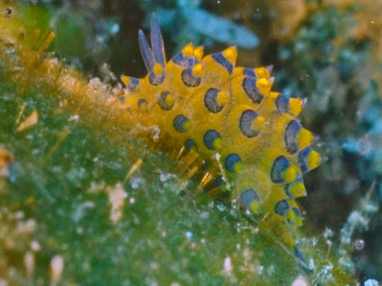 Coco Grove Dive Shop-Tubod必去景点