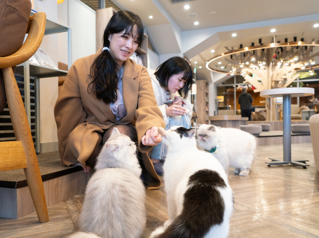 Cat Cafe Mocha Lounge Shibuya Koen-dori Branch-涩谷区必去景点