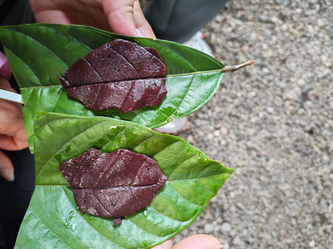 Cacao Trails Culture Tour-Hone Creek必去景点