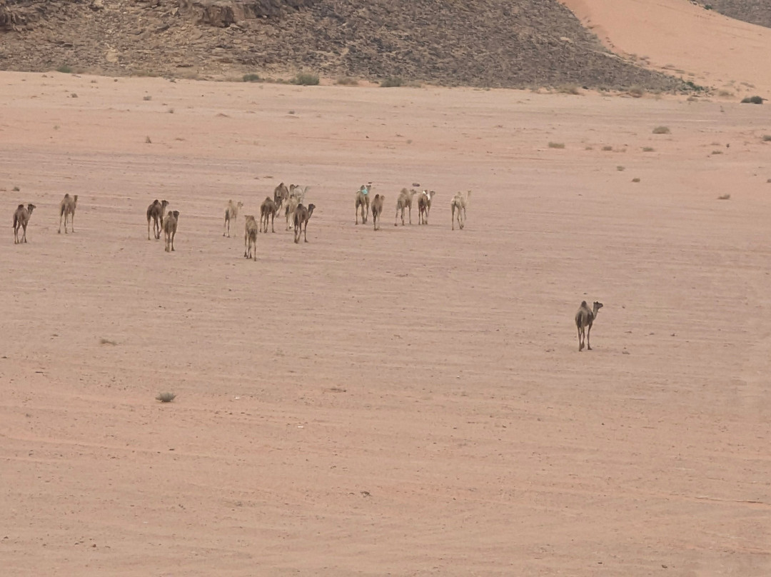 Balloons Over Rum-Wadi Rum Village必去景点