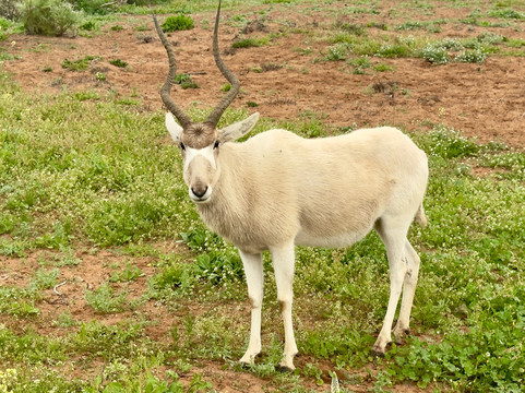 Parc Nacional de Souss-Massa-Takate必去景点