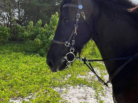 Royal Stable Zanzibar-米查维必去景点