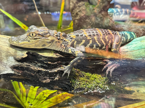 Gator Bait Sports Bar & Grill-Melrose必去景点