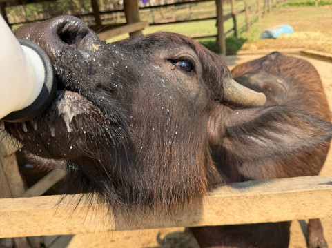 Laos Buffalo Dairy-琅勃拉邦必去景点