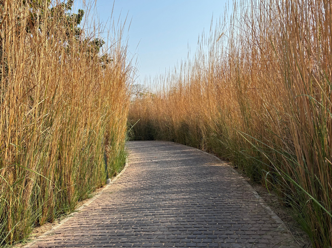 Mysa Zinc Journey by the Fern, Nani Devati主图