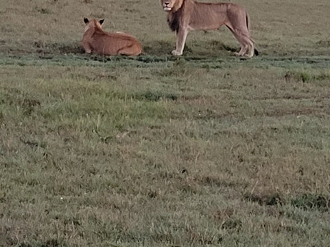 Mara Naboisho Conservancy-纳罗克必去景点