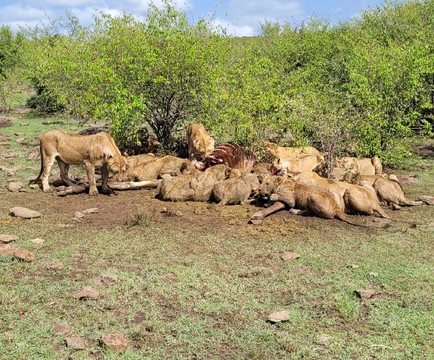 Mara Naboisho Conservancy-纳罗克必去景点