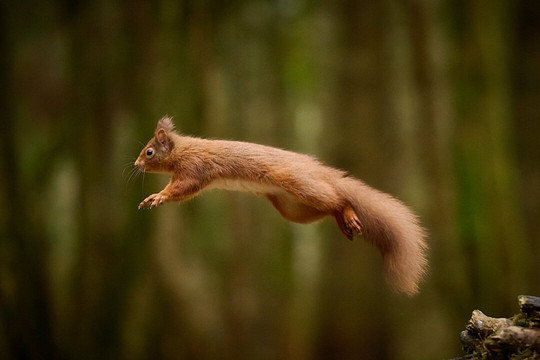 Argaty Red Kites-Doune必去景点