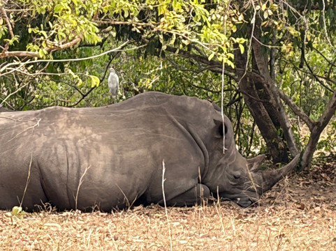 Katella Uganda Safaris-坎帕拉必去景点