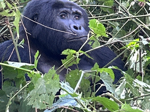 Africa Tours Adventure-坎帕拉必去景点