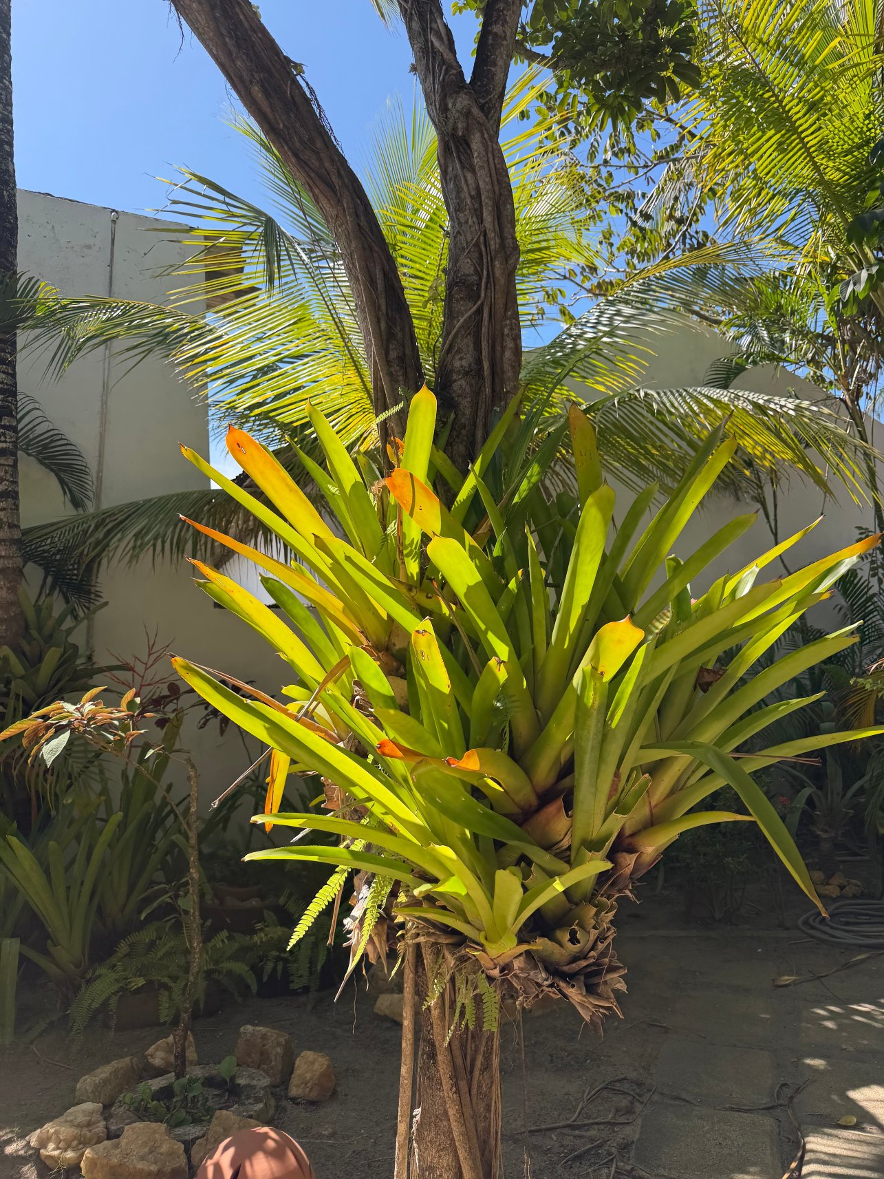 古阿比巴宾馆-官方