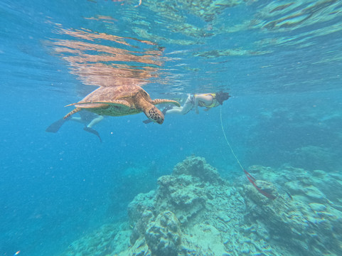 Kali & Kato's Rarotonga Turtle Tours-Takitumu District必去景点