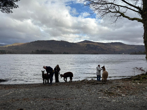 Alpacaly Ever After-Portinscale必去景点