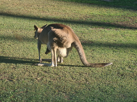 Kangaroo Encounters Guided Tours-尼尔森湾必去景点