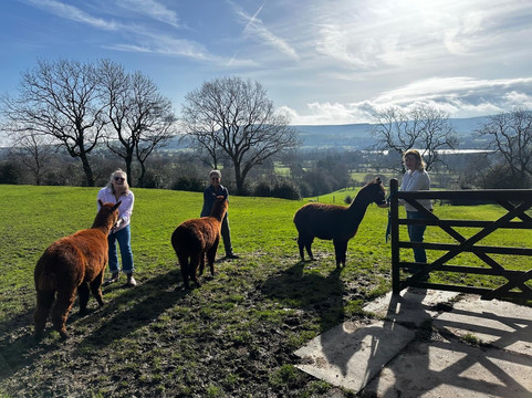 Naze View Farm Alpaca Experience-Whaley Bridge必去景点