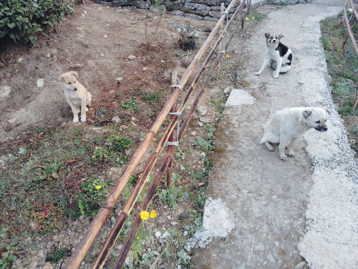 Hilltop Rabong Resort-官方