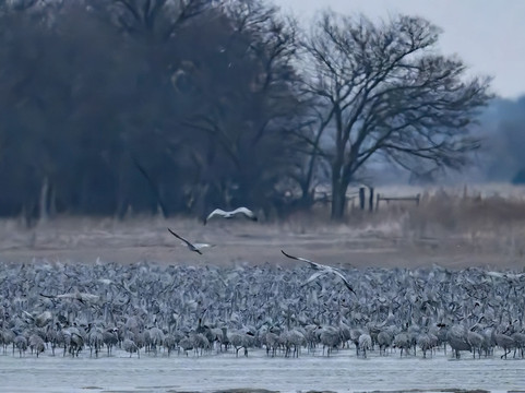 Crane Trust-Wood River必去景点