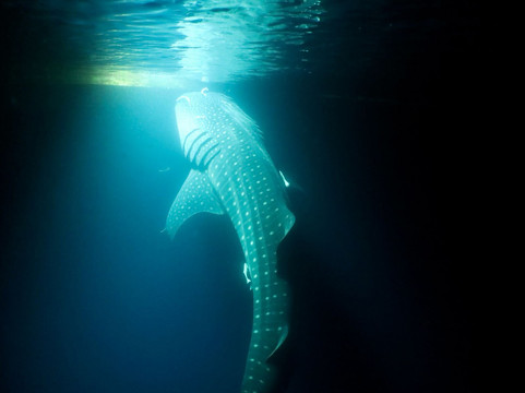 Dune Maldives-胡鲁马累必去景点