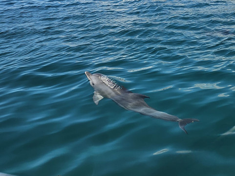 Speed Boat Seaduction-马喜埔必去景点